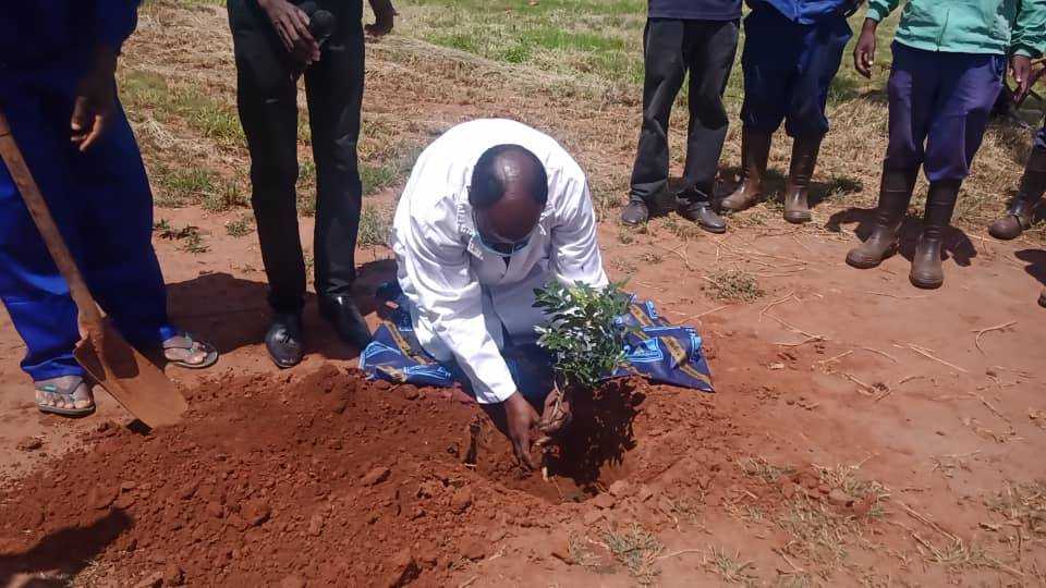 Council targets to plant 700 trees