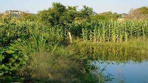 Council warns residents over stream bank cultivation